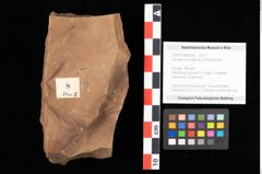 Foto (Objekt + Etikett) von Peridermium daphnes Ettingshausen (NHMW-GEO-2024-0188-0008)